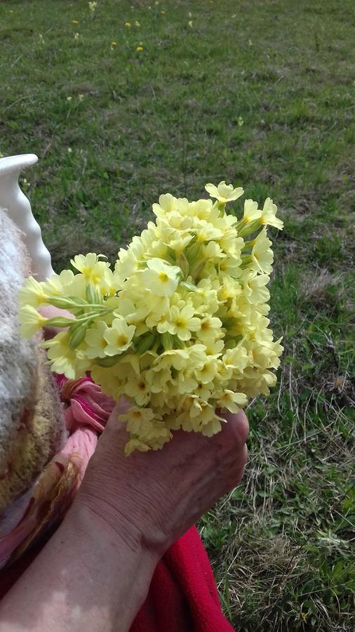 Pensiunea Gentiana Ватра-Дорней Екстер'єр фото